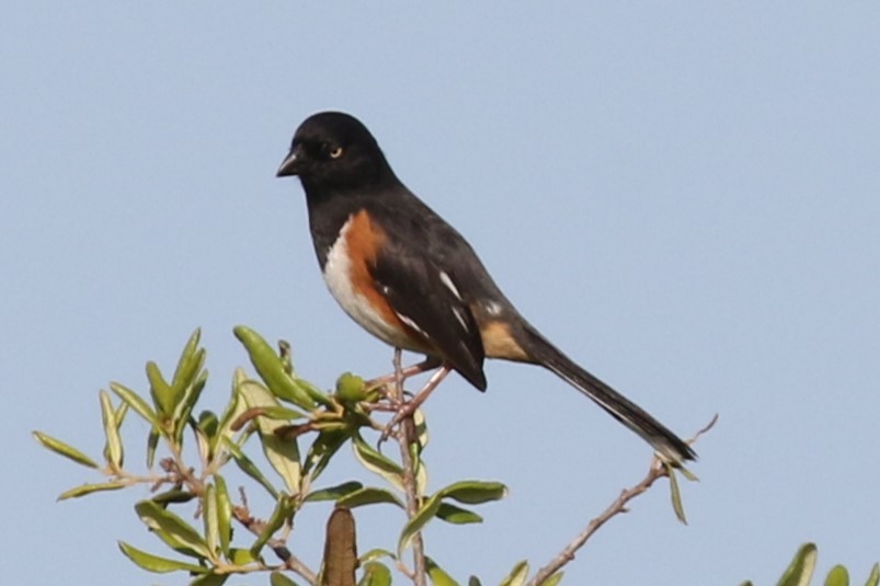 Eastern Towhee - ML617803819