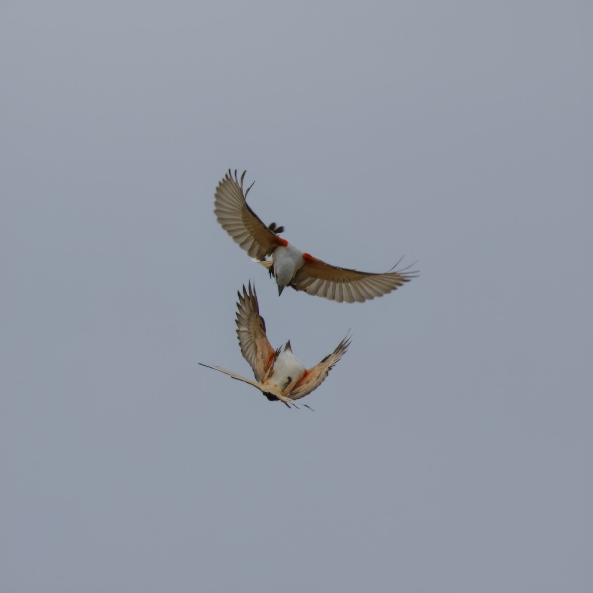 Scissor-tailed Flycatcher - ML617803833