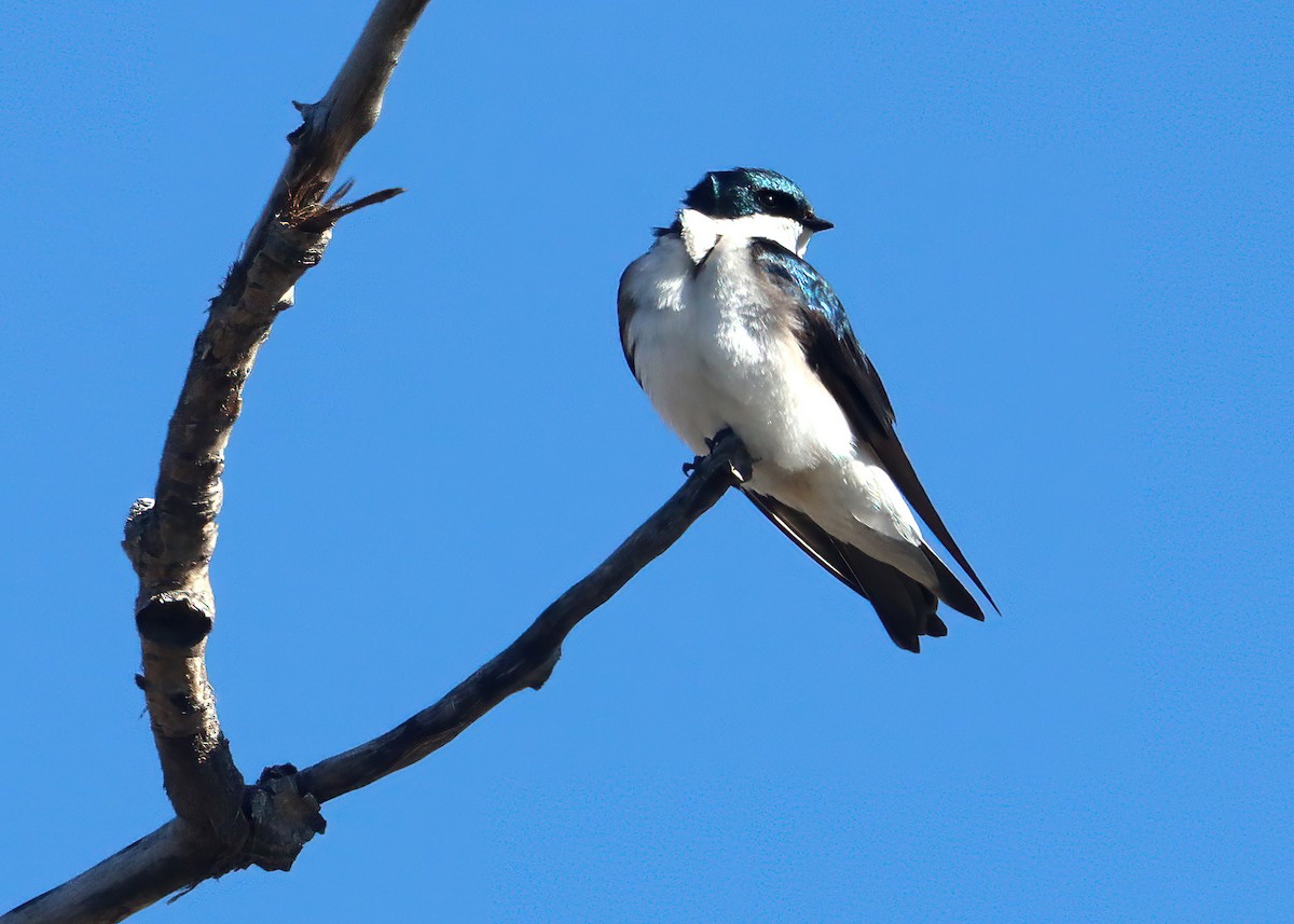 Golondrina Bicolor - ML617803850