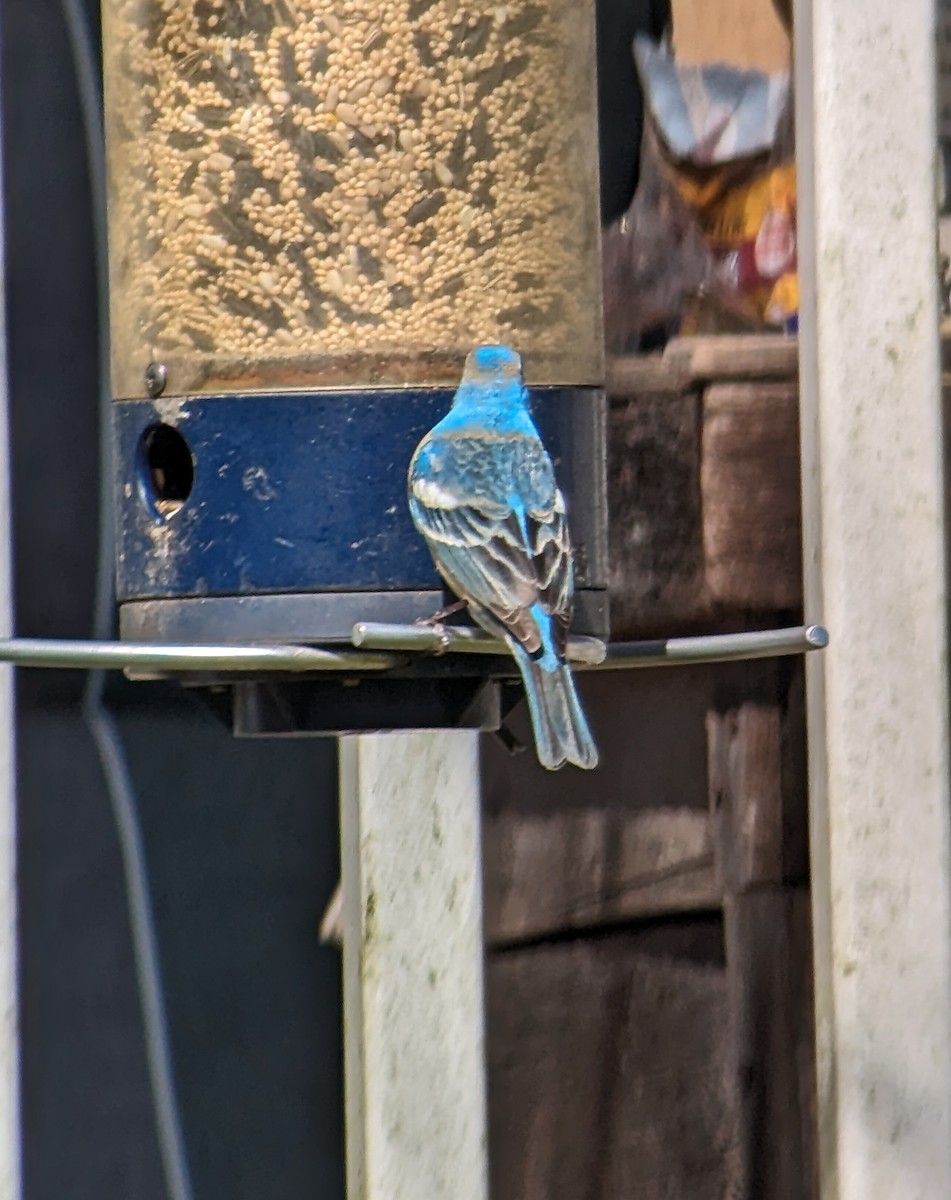 Lazuli Bunting - ML617803862