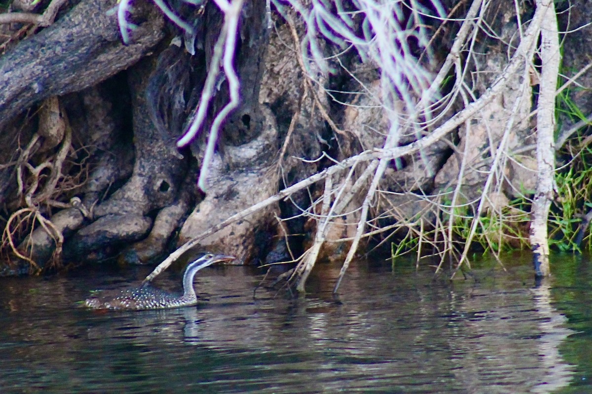 African Finfoot - ML617803873