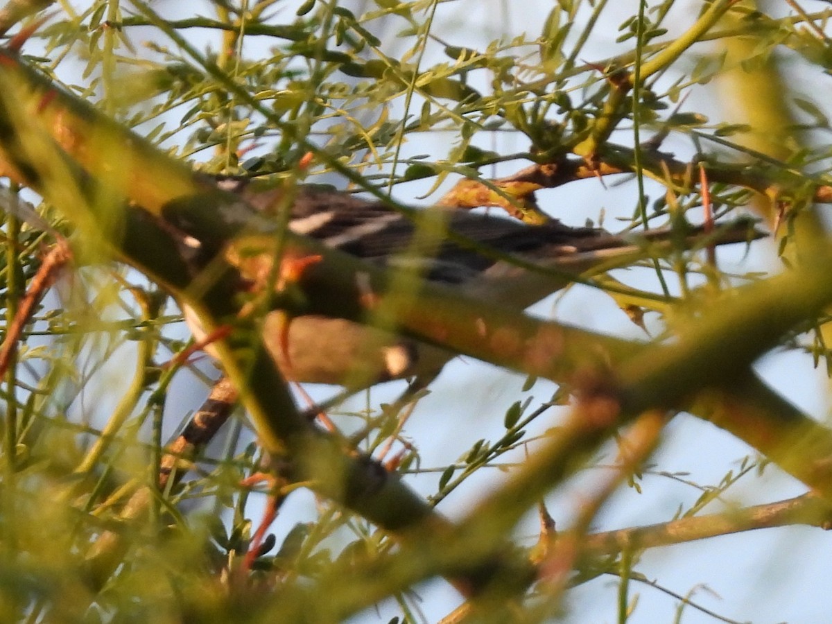 Black-throated Gray Warbler - Jeanene Daniels