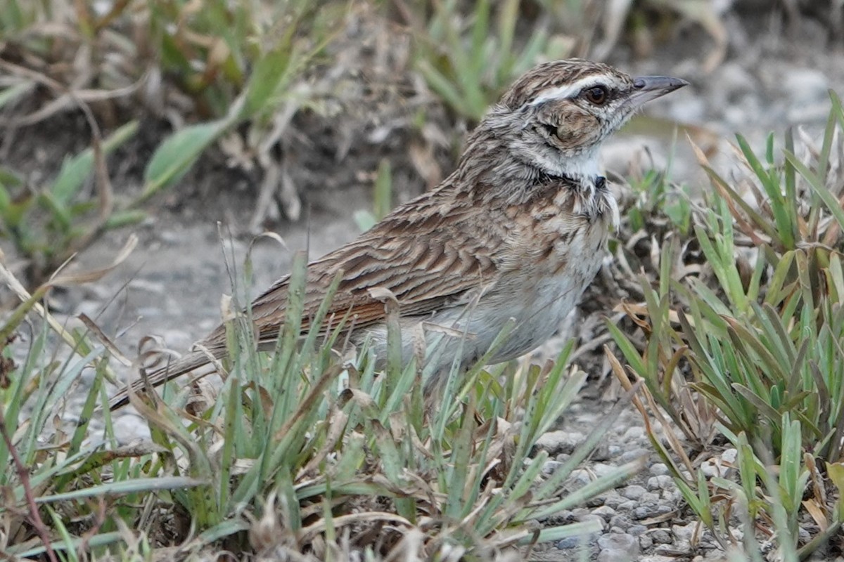 Fawn-colored Lark (Foxy) - ML617803886