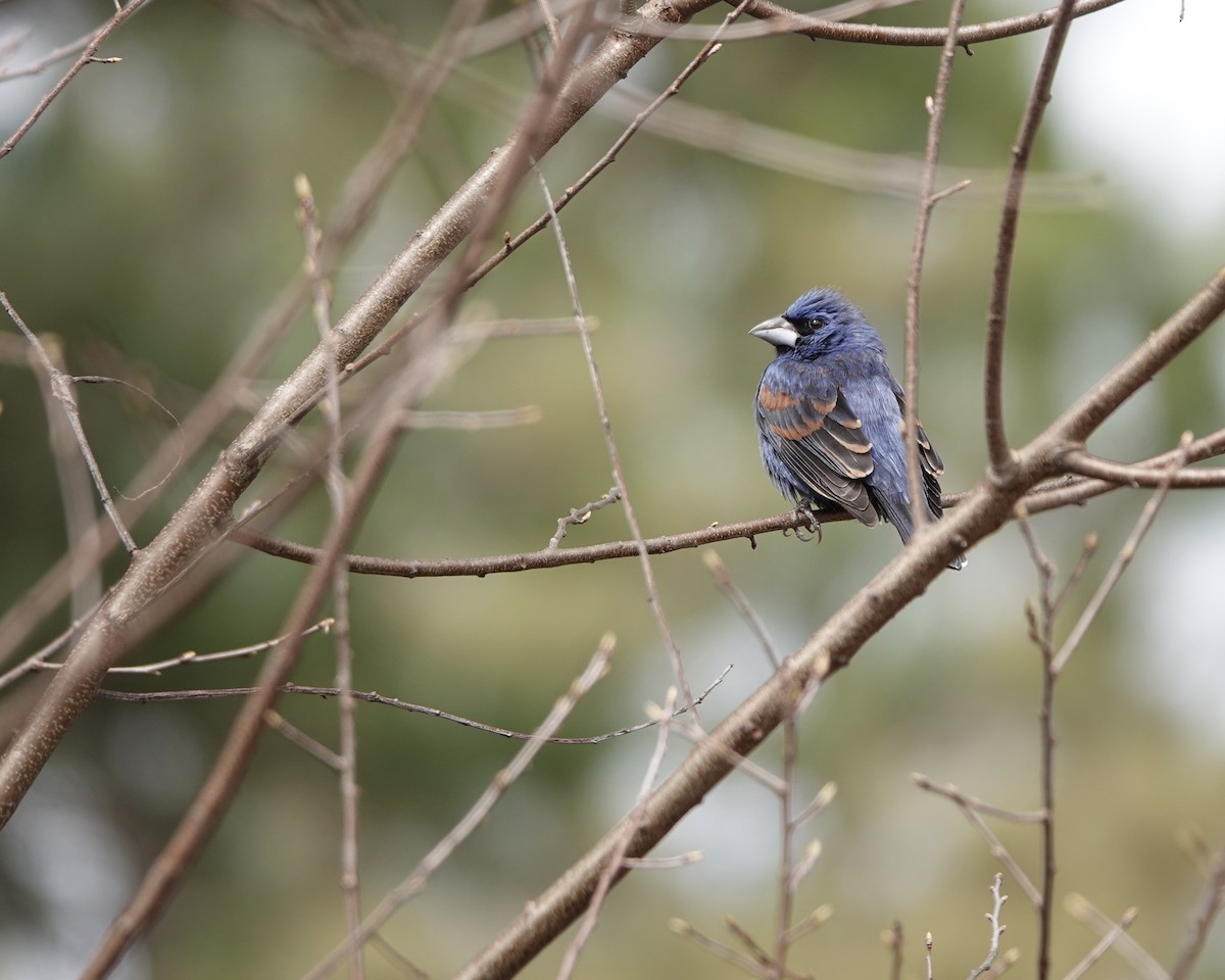 Blue Grosbeak - ML617803894