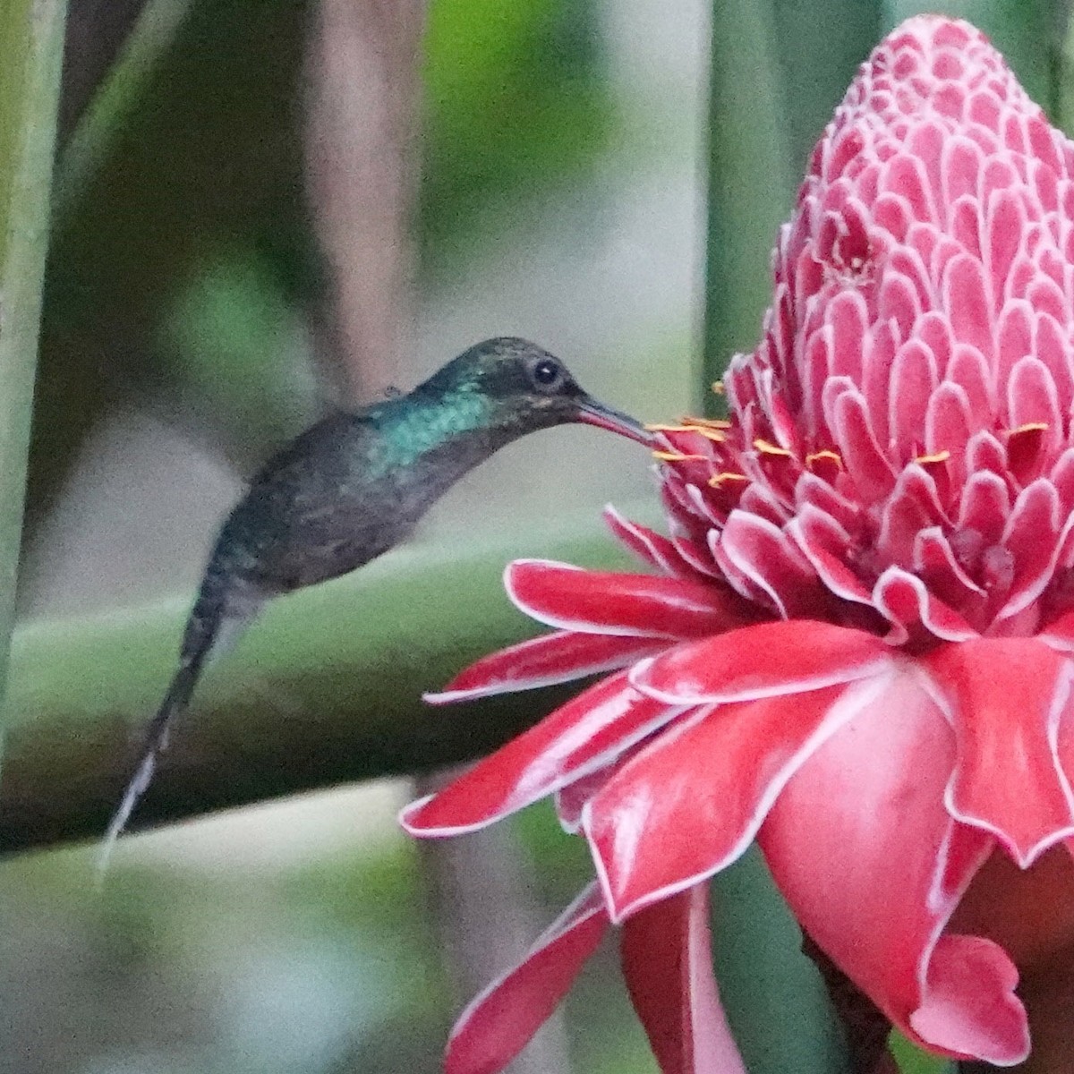 Grünschattenkolibri - ML617803896