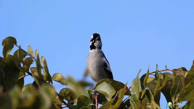 White-eared Monarch - ML617803904