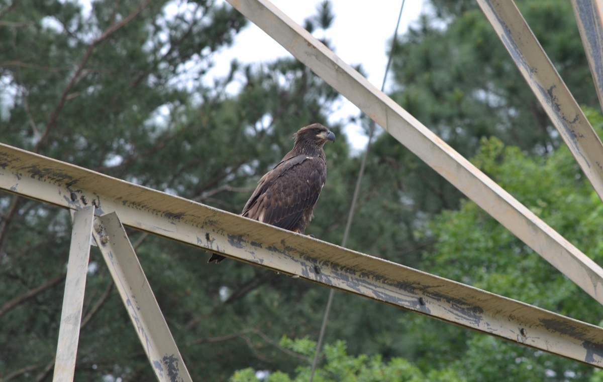 Bald Eagle - ML617803913