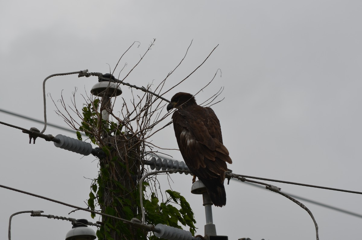 Bald Eagle - ML617803915