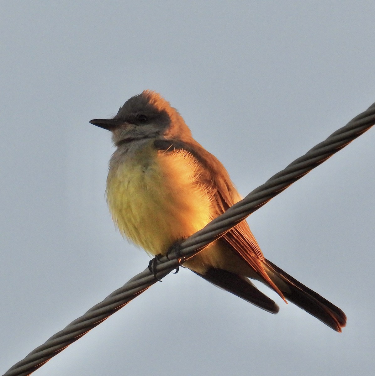 Western Kingbird - ML617803920