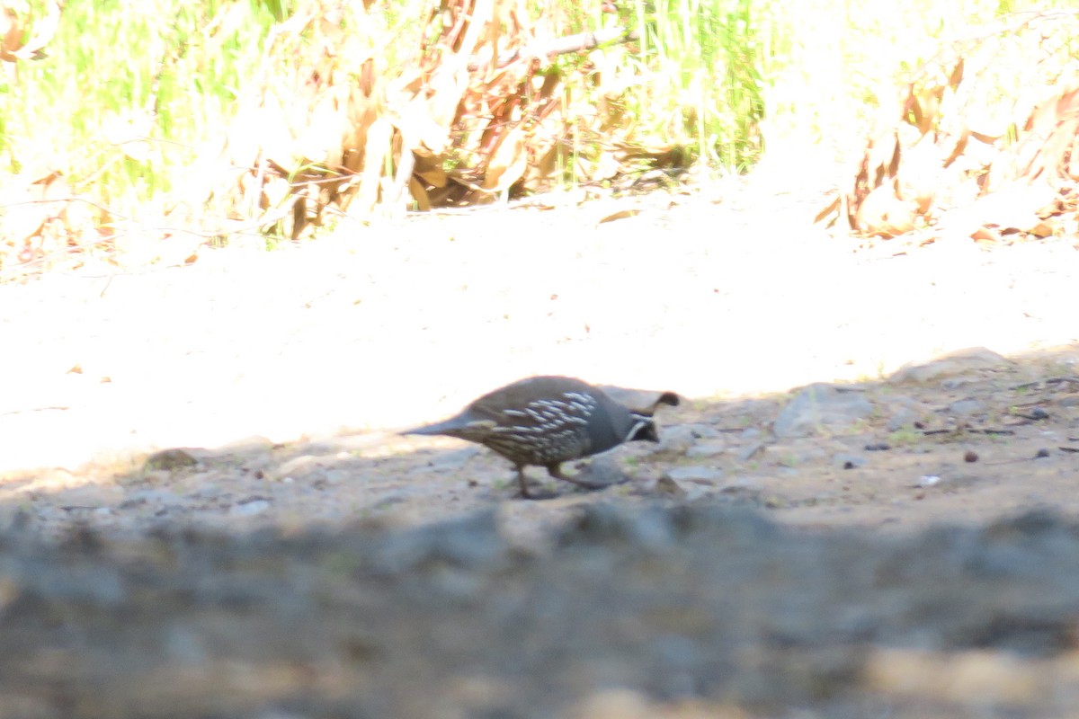 California Quail - ML617803921