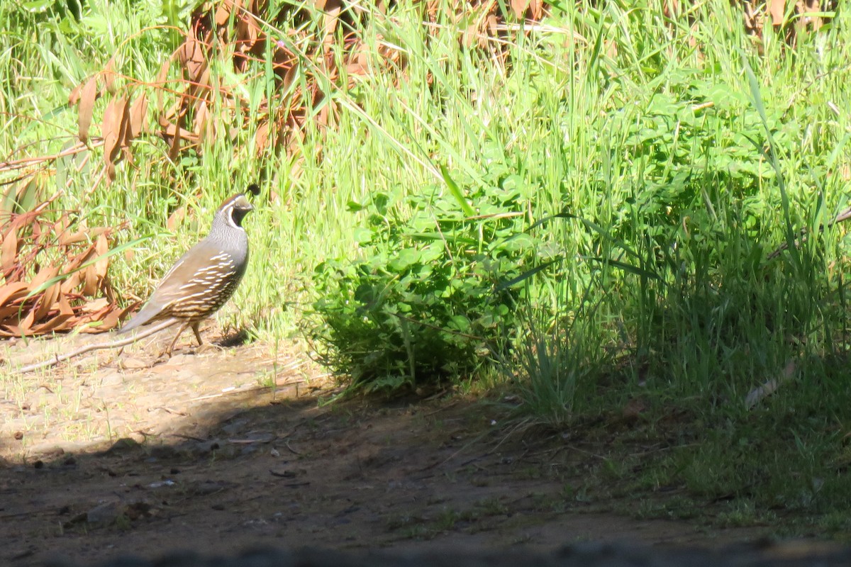 California Quail - ML617803924