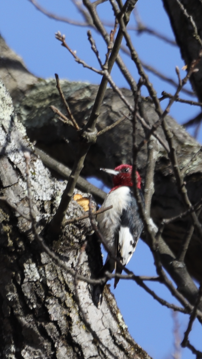 Red-headed Woodpecker - ML617803926