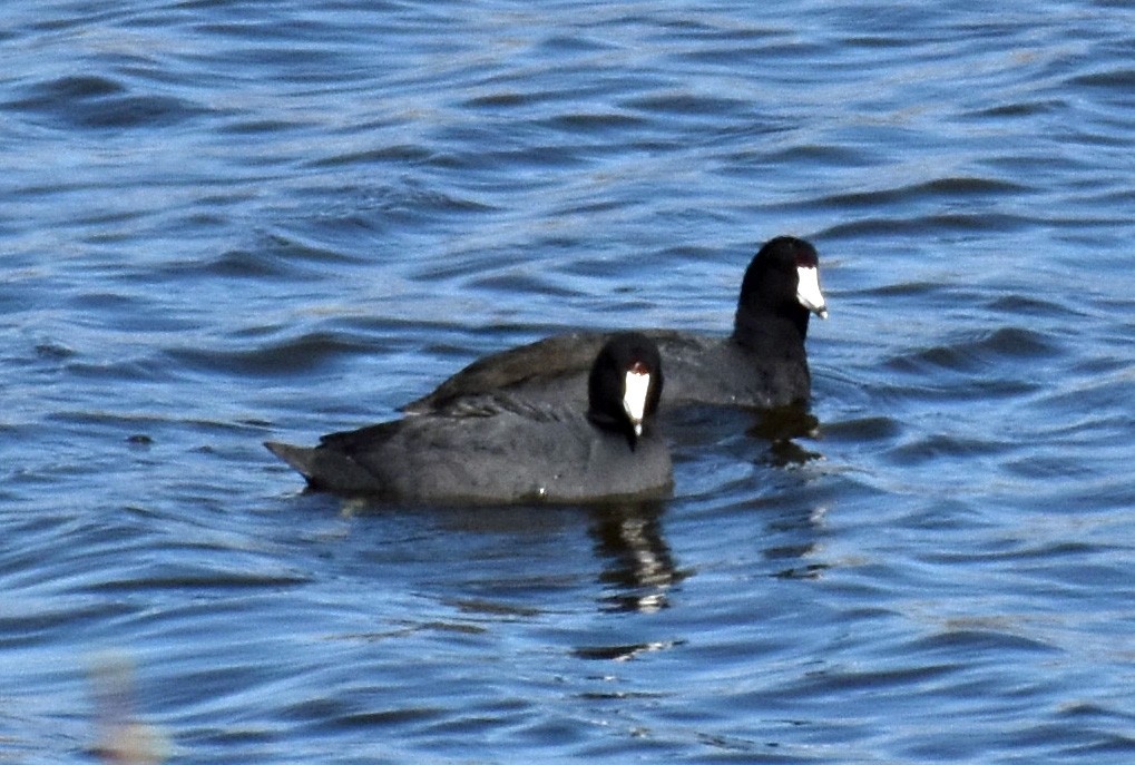 American Coot - Carol Berney