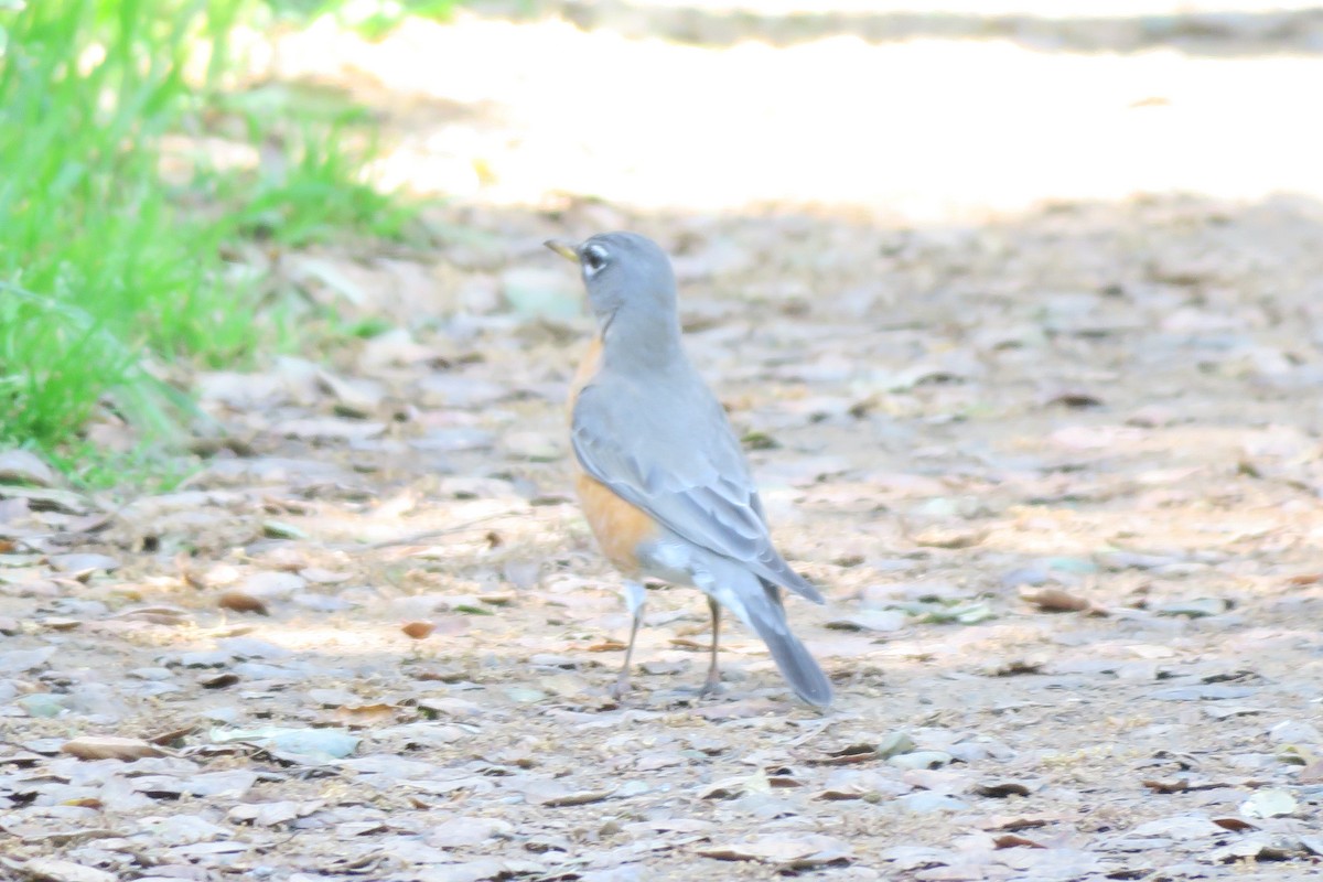 American Robin - ML617803951