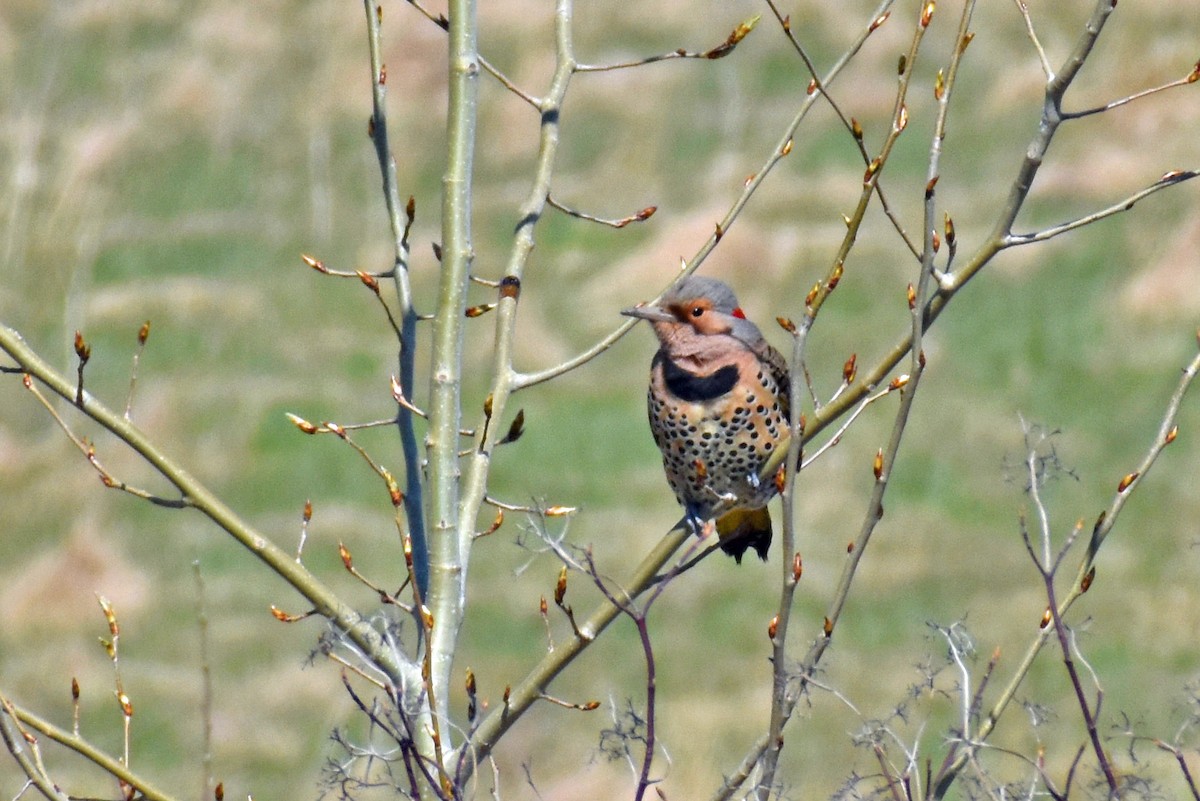 Northern Flicker - Carol Berney