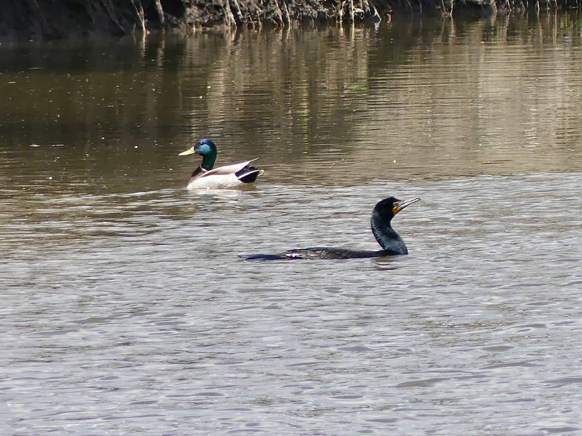 Double-crested Cormorant - Peder Stenslie