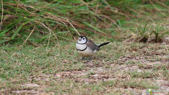 Double-barred Finch - ML617804037