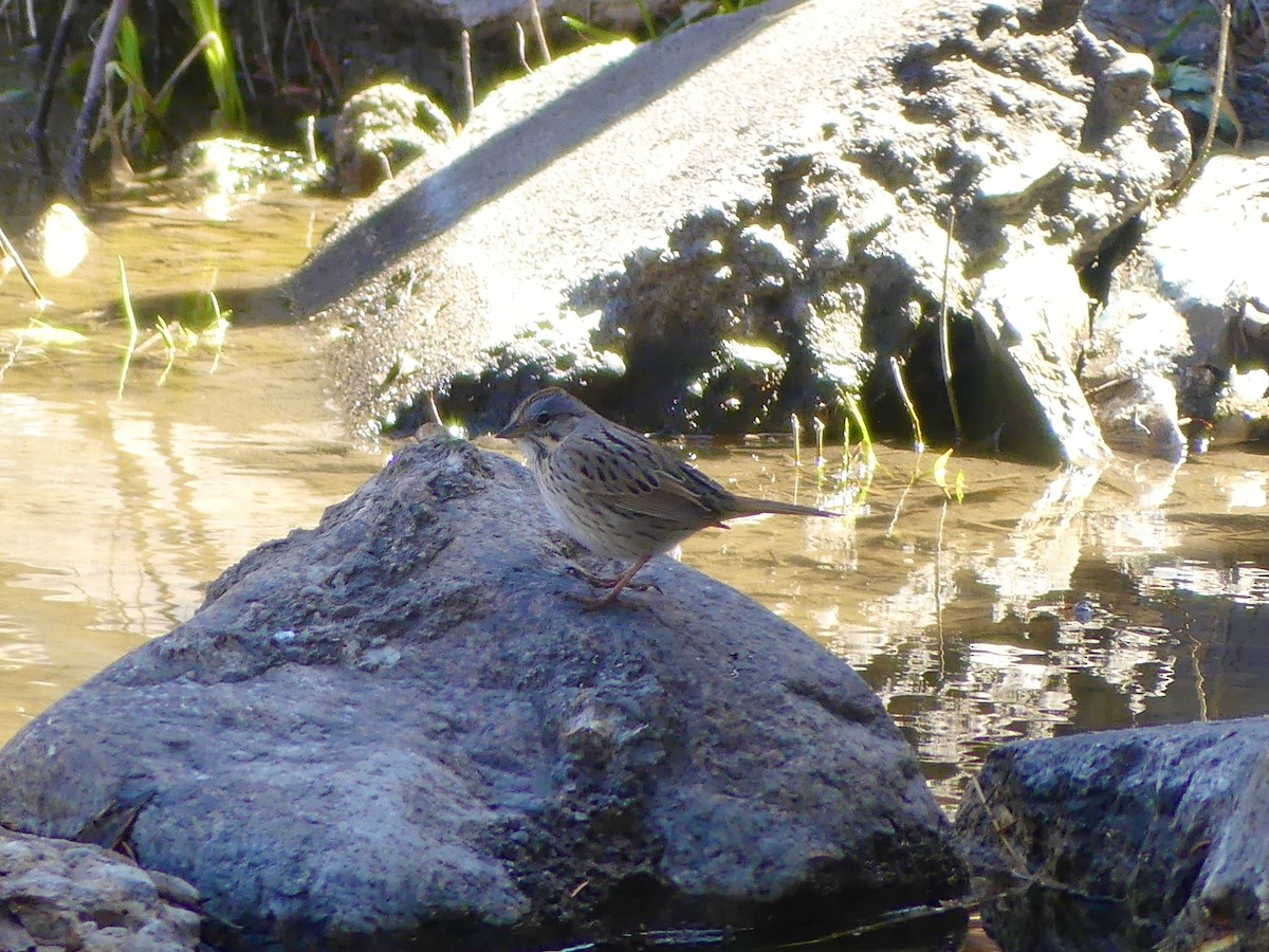 Lincoln's Sparrow - ML617804042