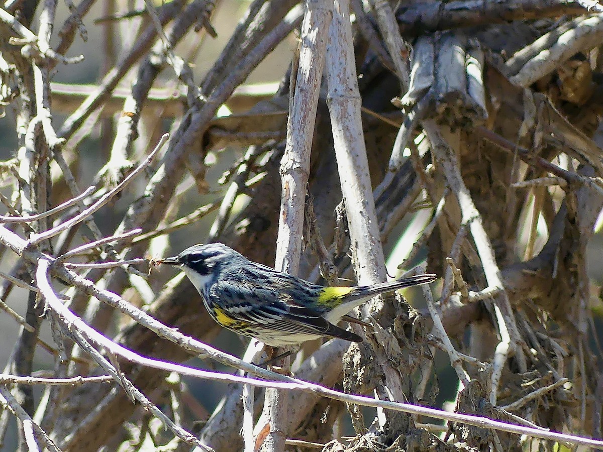 Yellow-rumped Warbler - ML617804048