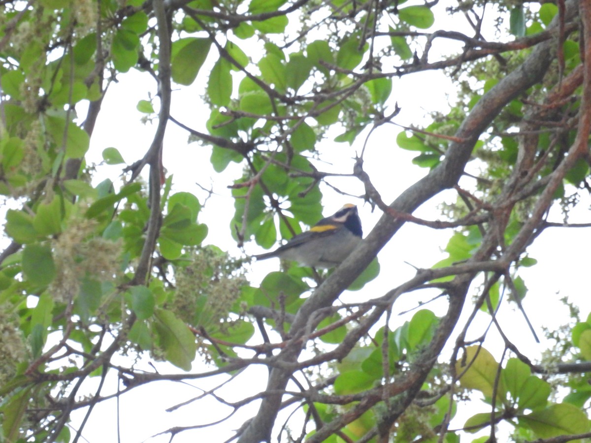 Golden-winged Warbler - ML617804050