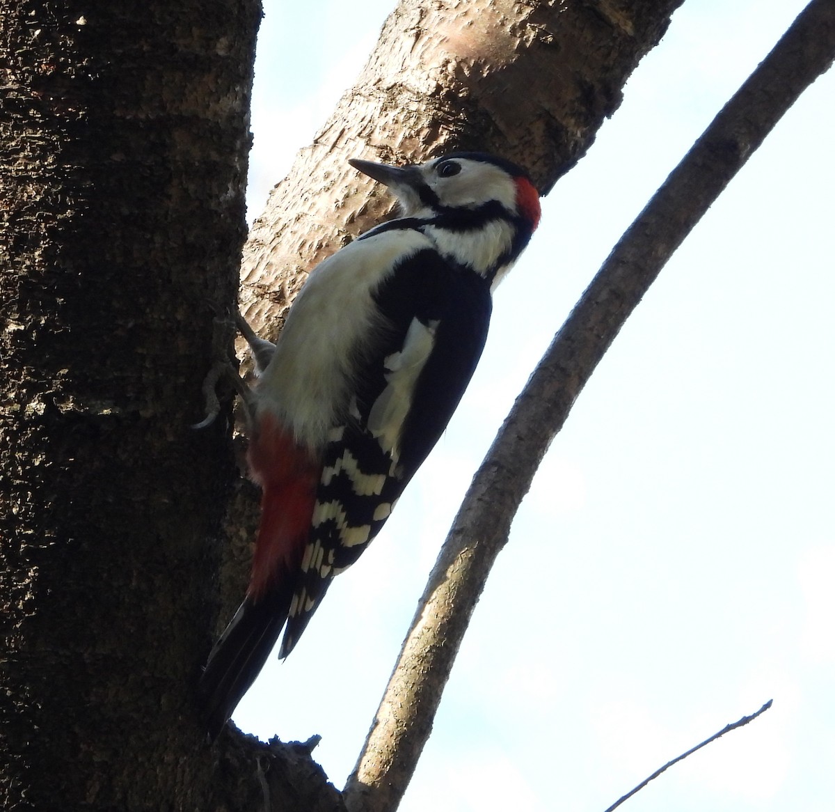 Great Spotted Woodpecker - Gary Graves