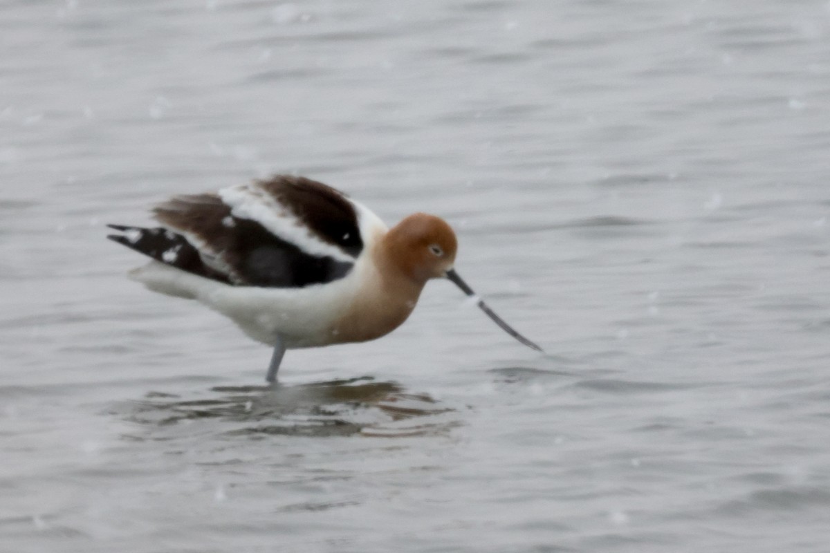 American Avocet - Patty Berry