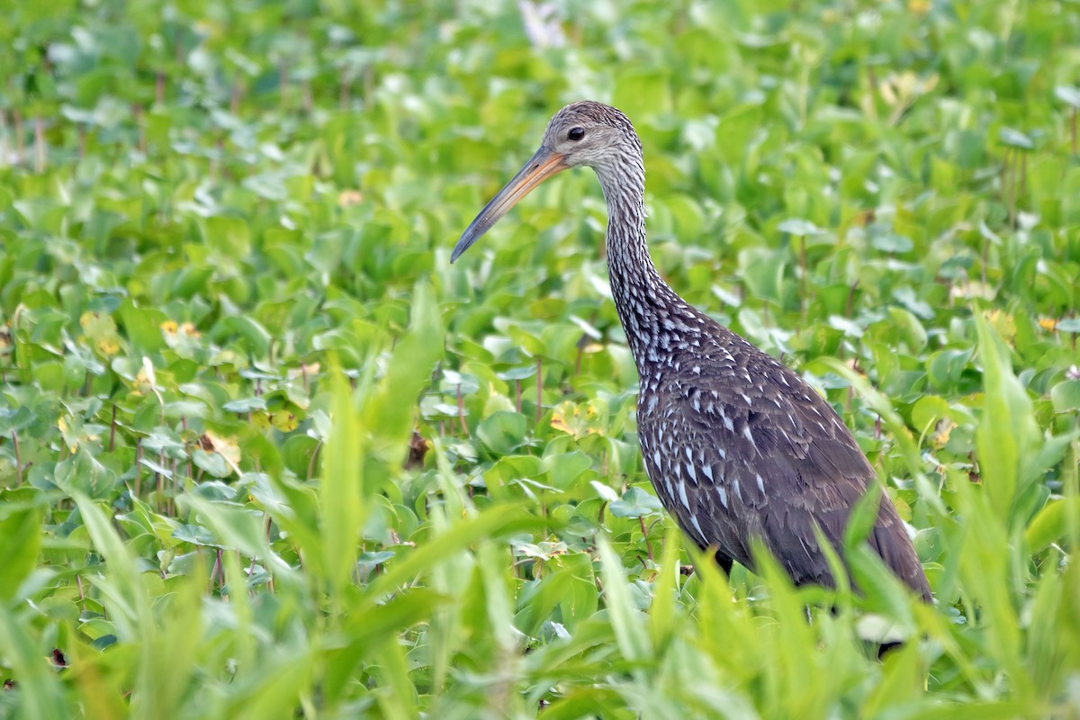 Limpkin (Speckled) - ML617804201