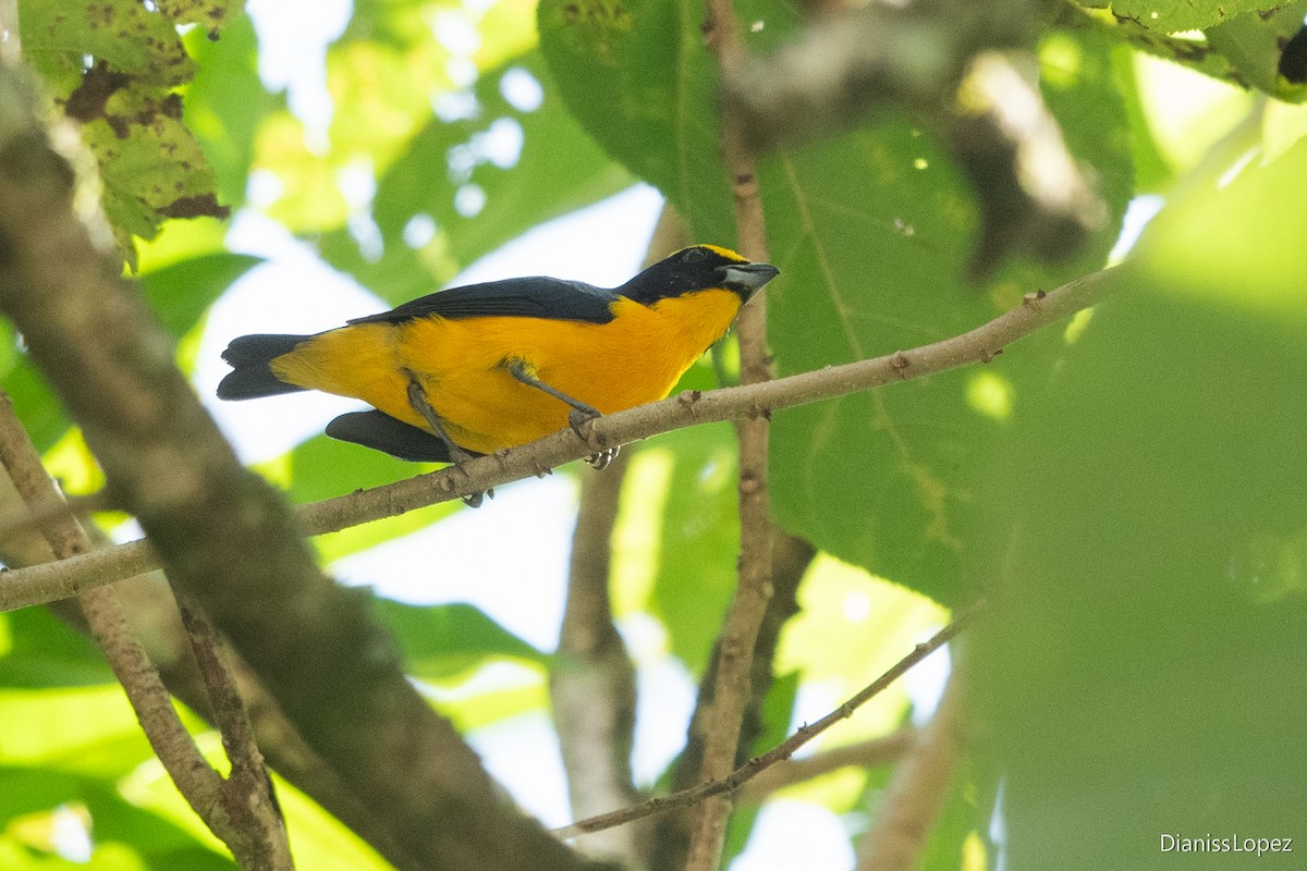 Thick-billed Euphonia - ML617804262