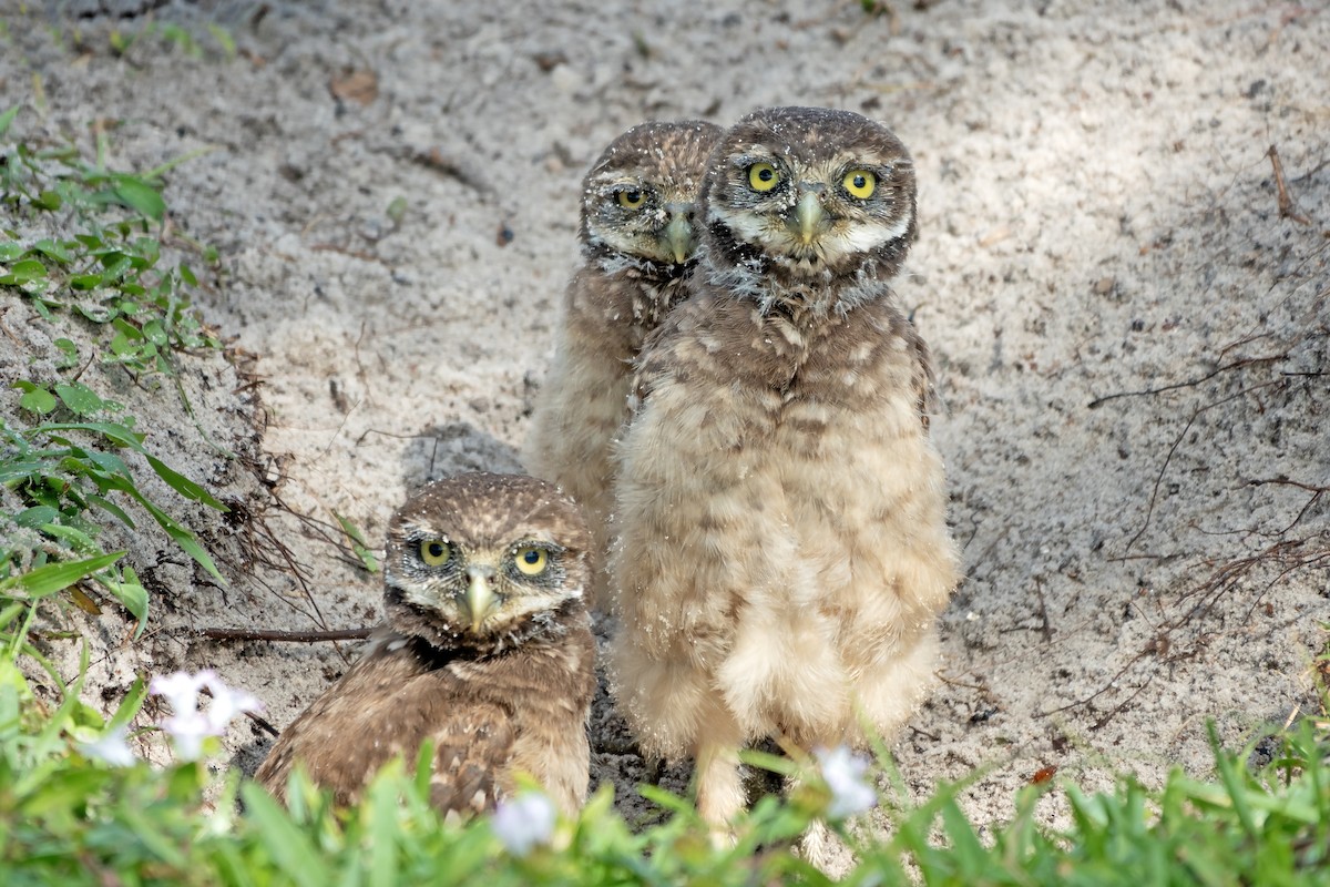 Burrowing Owl - Peter Weber 🦉
