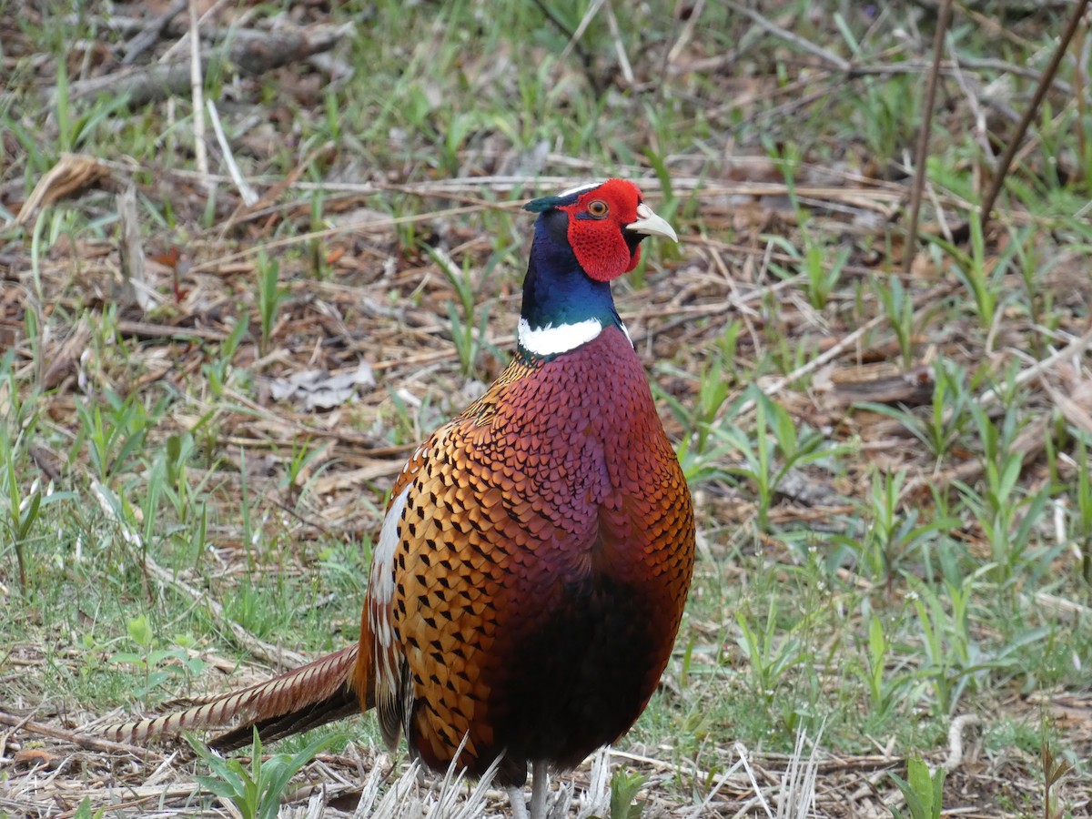 Ring-necked Pheasant - C Long