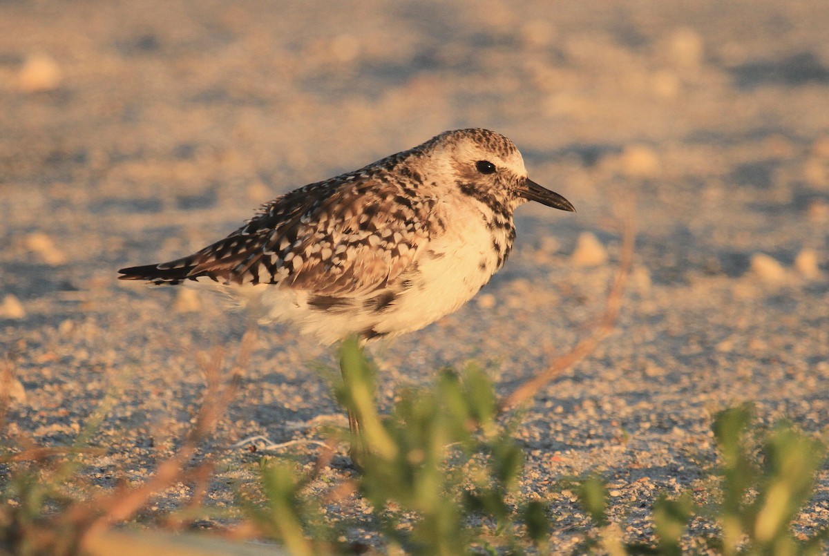 Black-bellied Plover - Esme Rosen