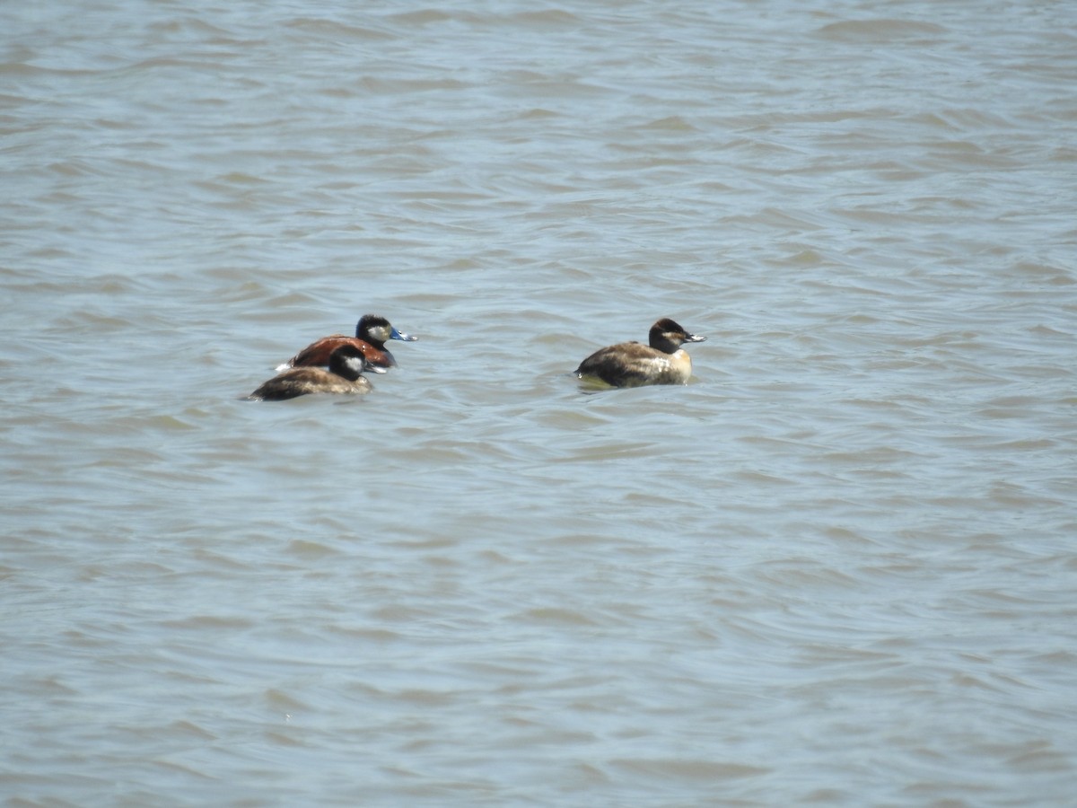 Ruddy Duck - ML617804319