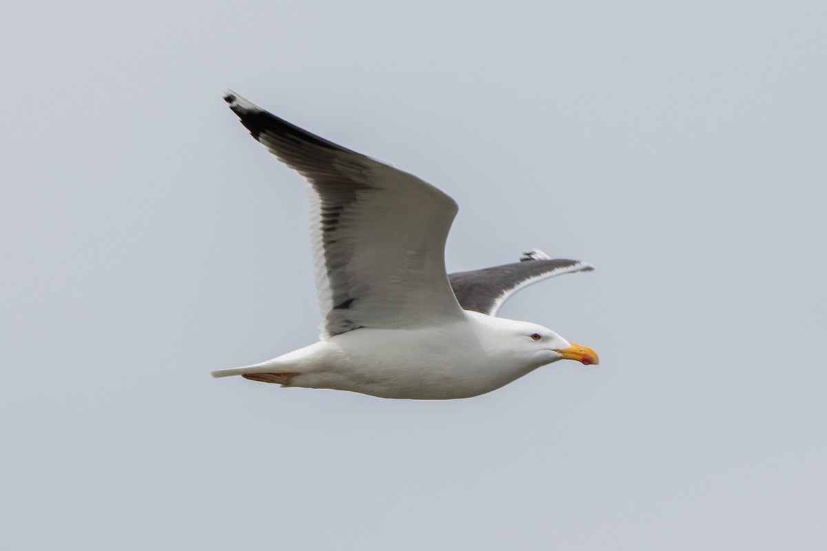 Great Black-backed Gull - ML617804323