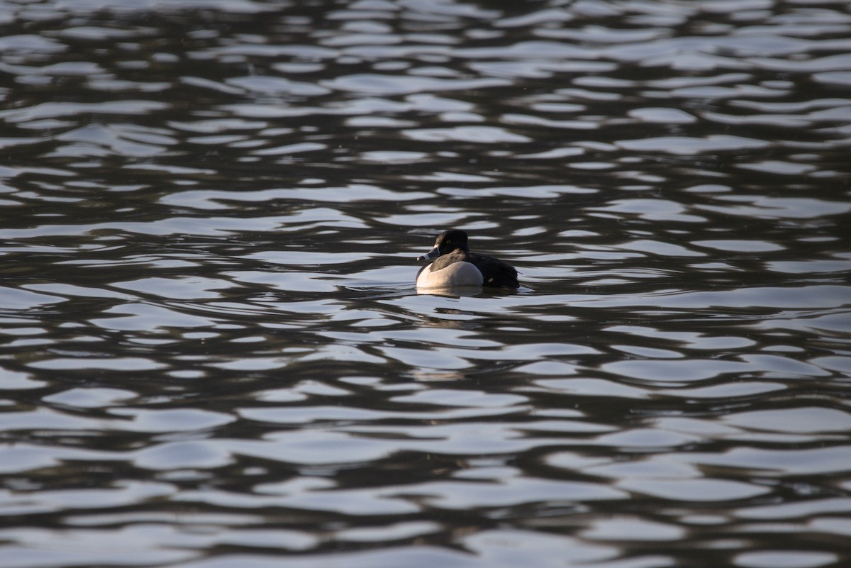 Ring-necked Duck - ML617804336