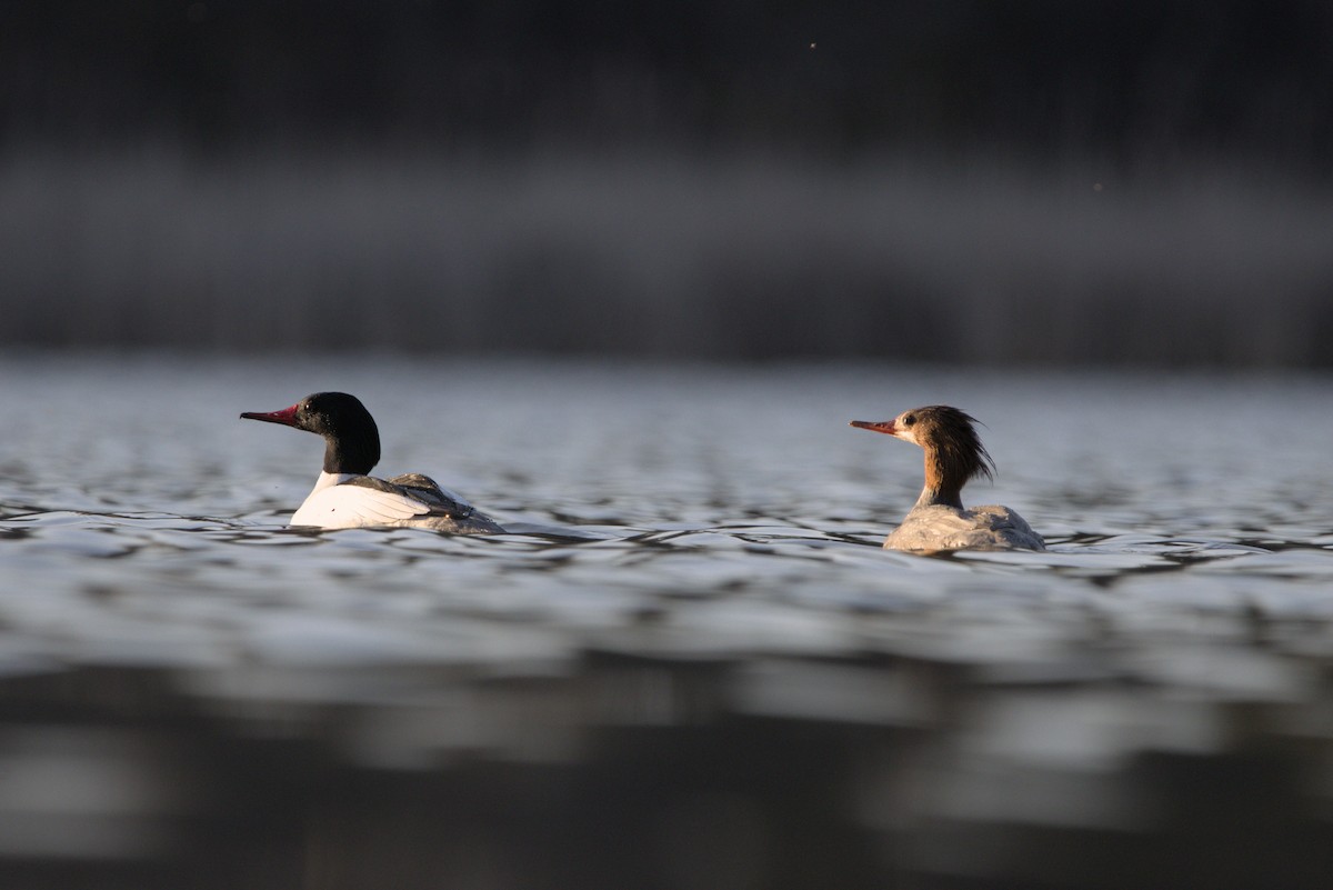 Common Merganser - ML617804342