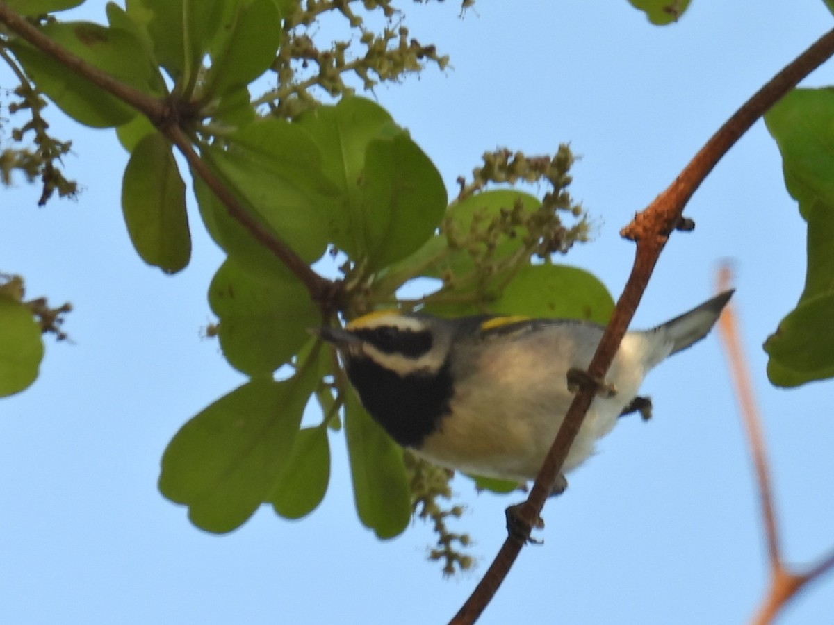 Golden-winged Warbler - ML617804343