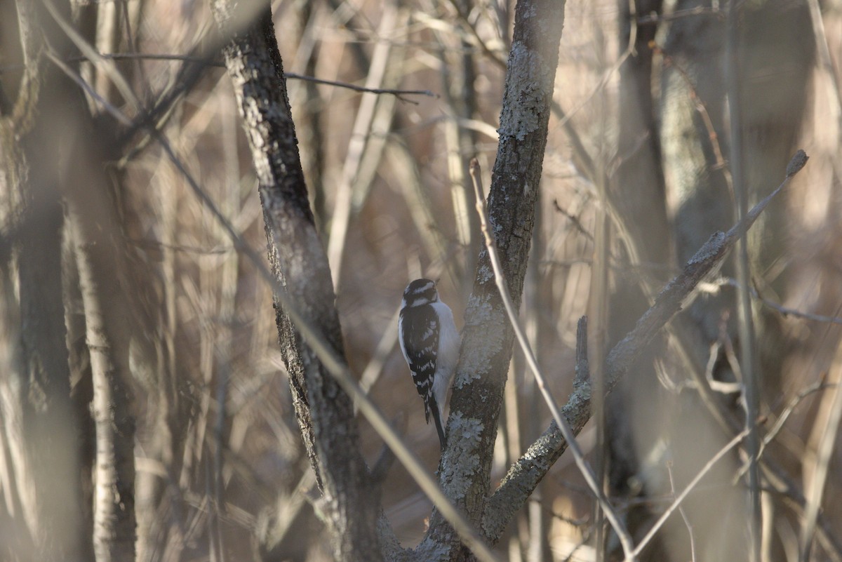 Downy/Hairy Woodpecker - ML617804346