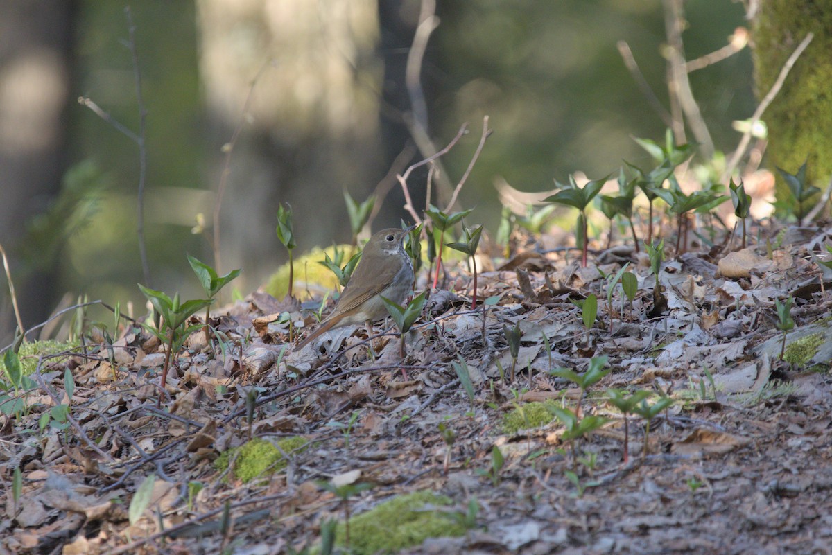 Hermit Thrush - ML617804355