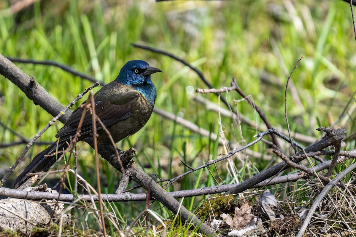 Common Grackle - ML617804370