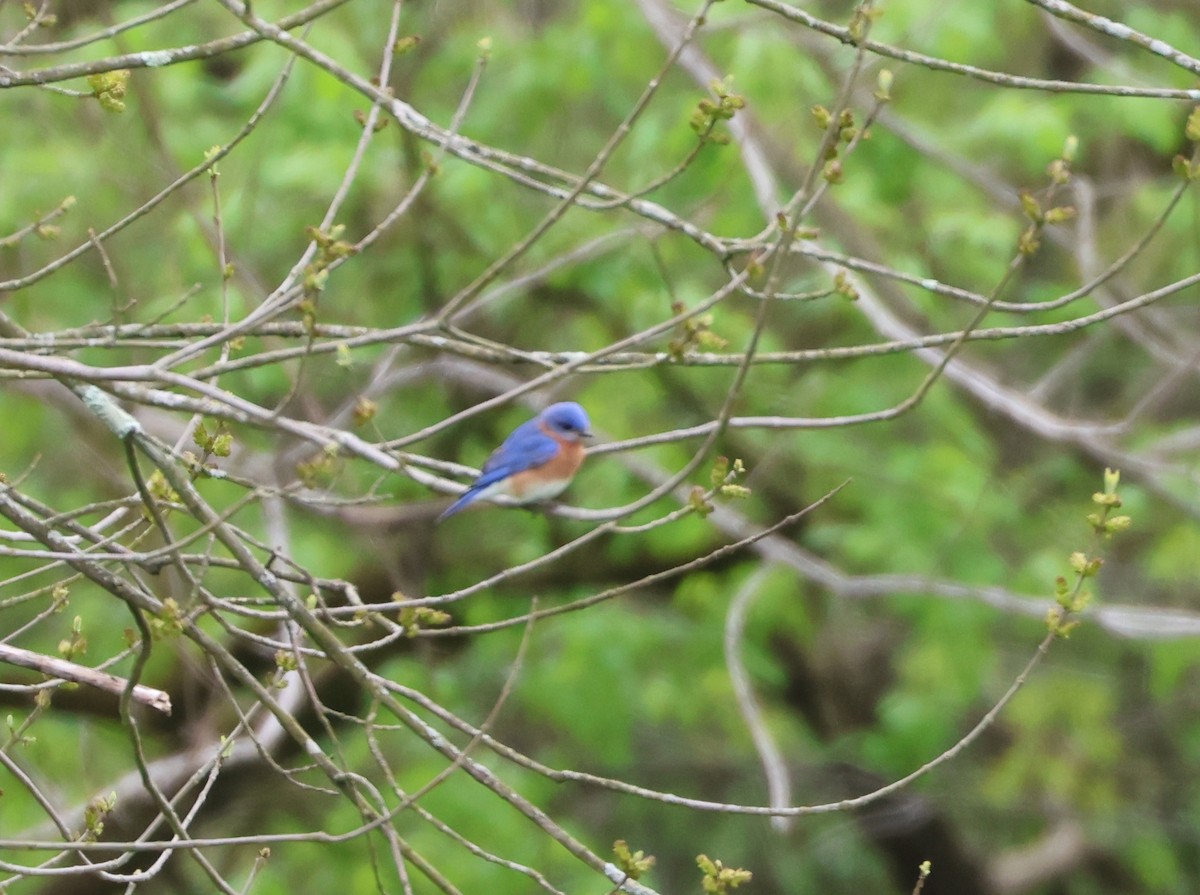 Eastern Bluebird - ML617804371