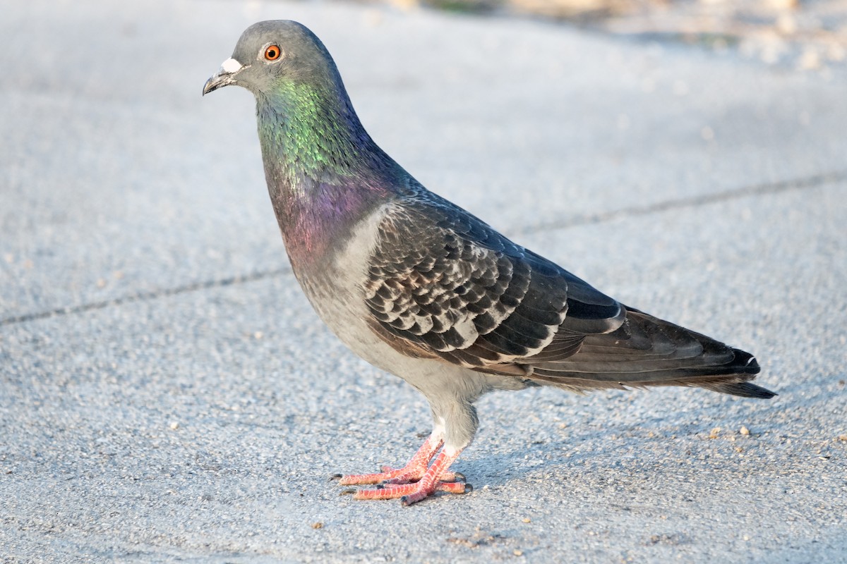 Rock Pigeon (Feral Pigeon) - ML617804375