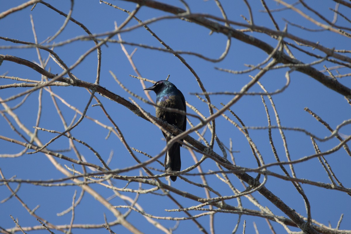 Common Grackle - ML617804377