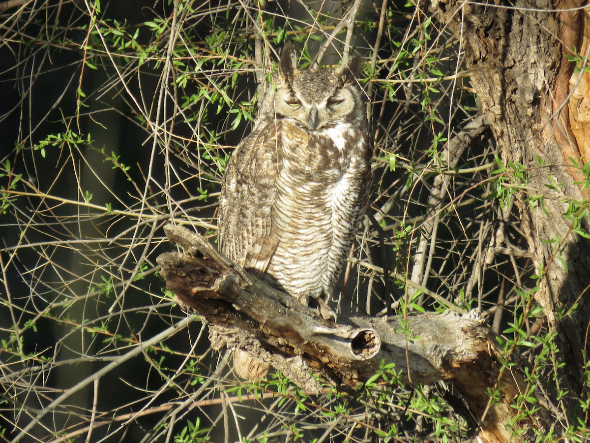 Great Horned Owl - ML617804432