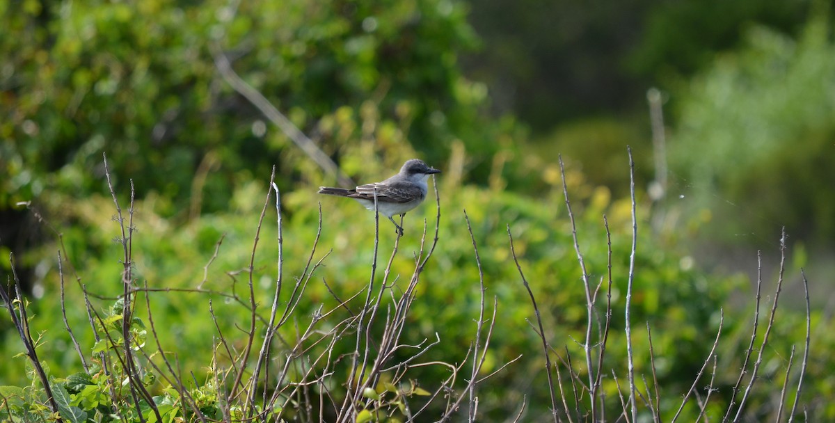 Gray Kingbird - Skip Smith