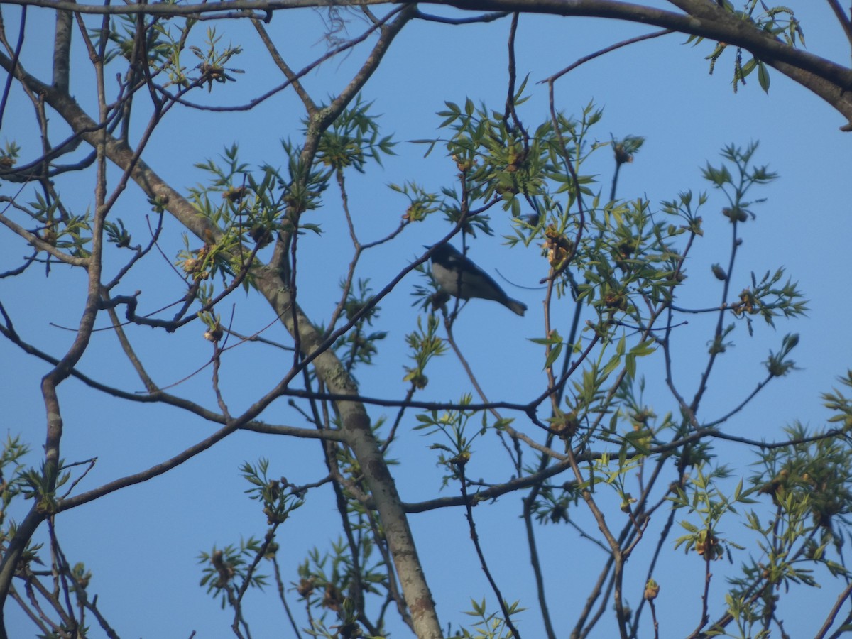 Black-throated Blue Warbler - ML617804457