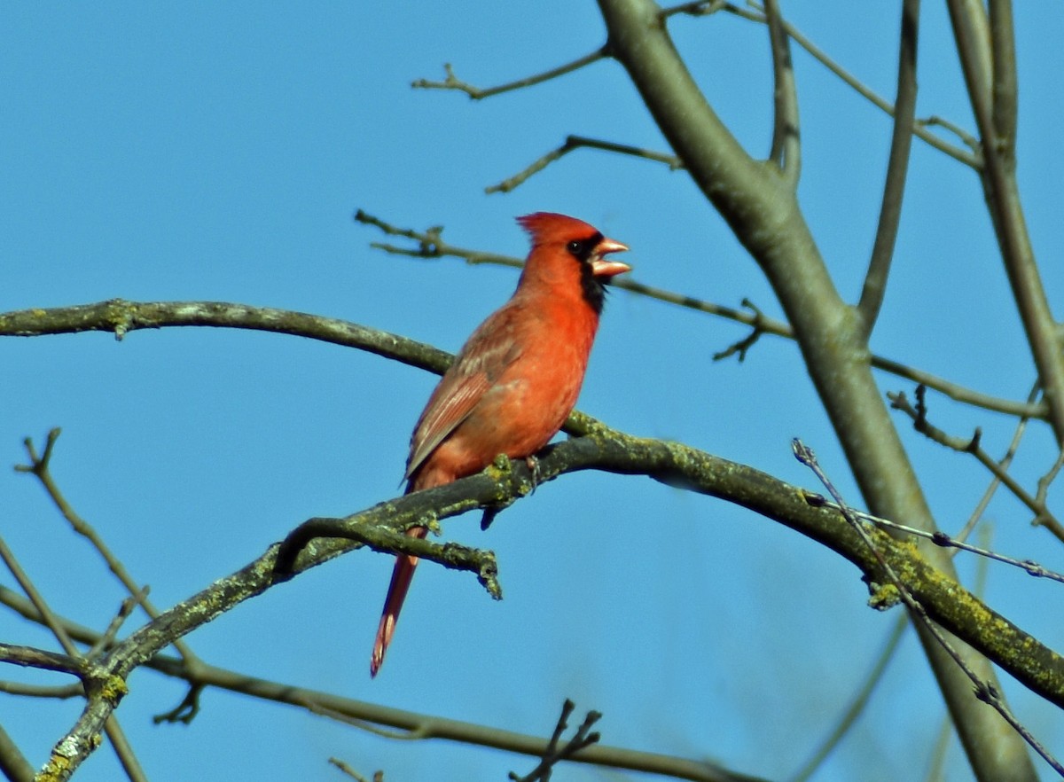 Northern Cardinal - Carol Berney