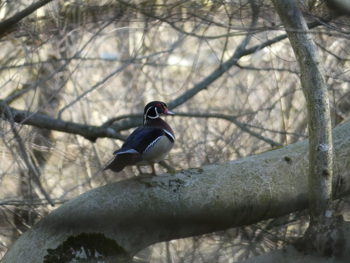 Wood Duck - ML617804475