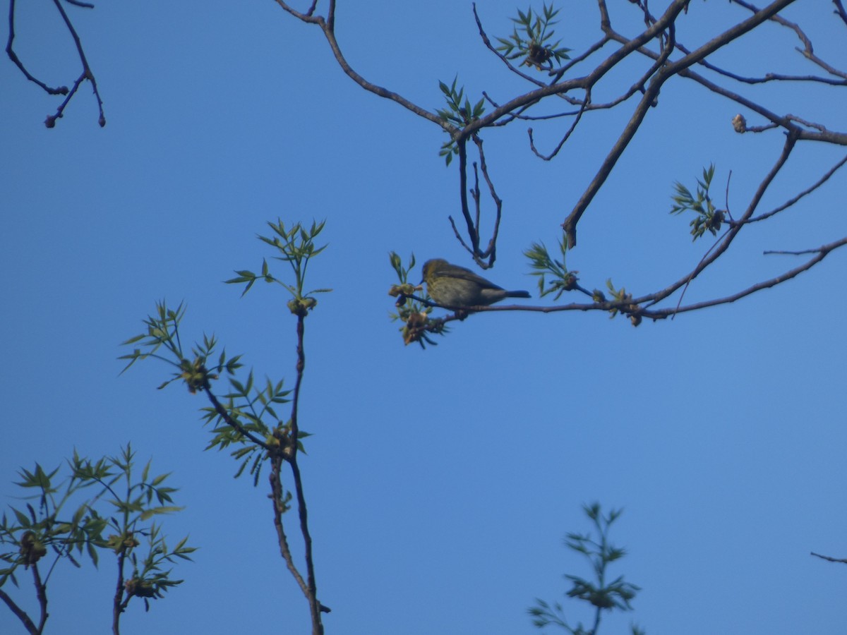 Cape May Warbler - Phil Cumming