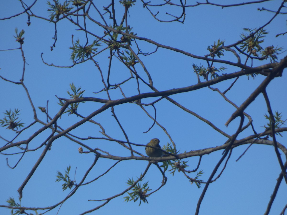 Cape May Warbler - ML617804522