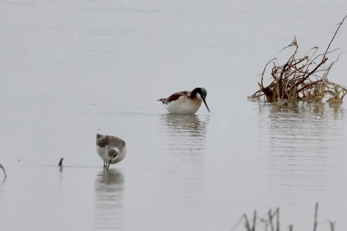 Phalarope de Wilson - ML617804529